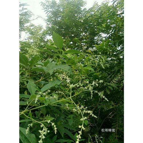 其它 松哥蜂蜜 写美篇蜂花粉是蜜蜂从显花植物